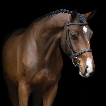 篮球自媒体 头像